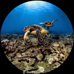 Honu from Oahu's North Shore.
Taken with Carom 5DMRIV 8-... by Stuart Ganz 